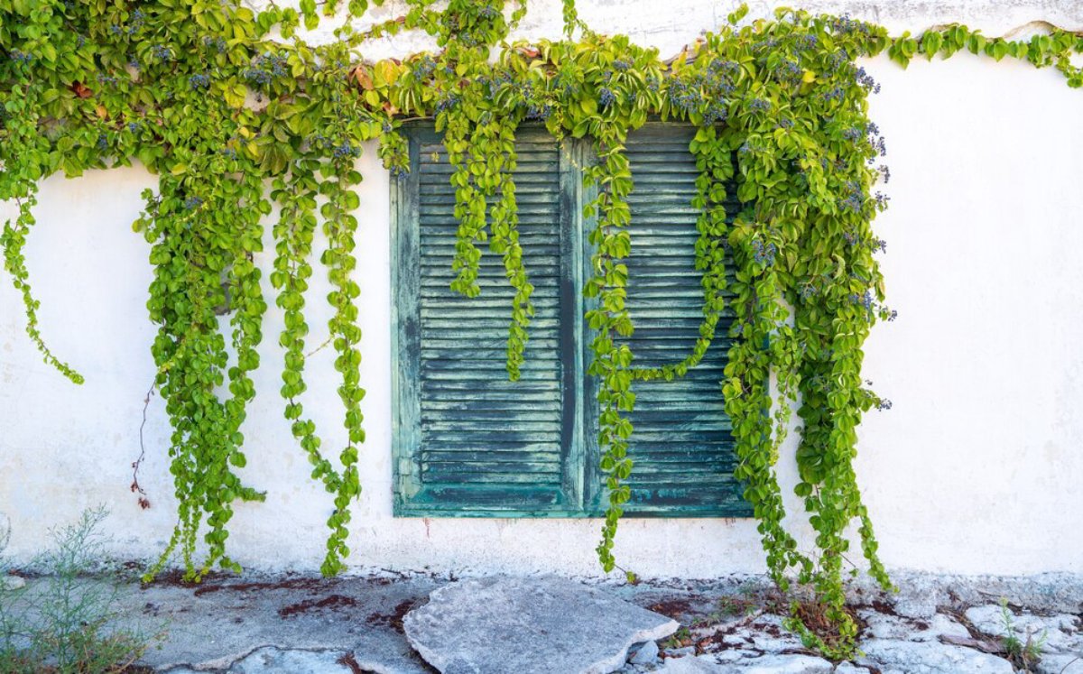 Creative Vertical Garden Ideas by Space
